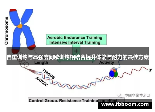 自重训练与高强度间歇训练相结合提升体能与耐力的最佳方案